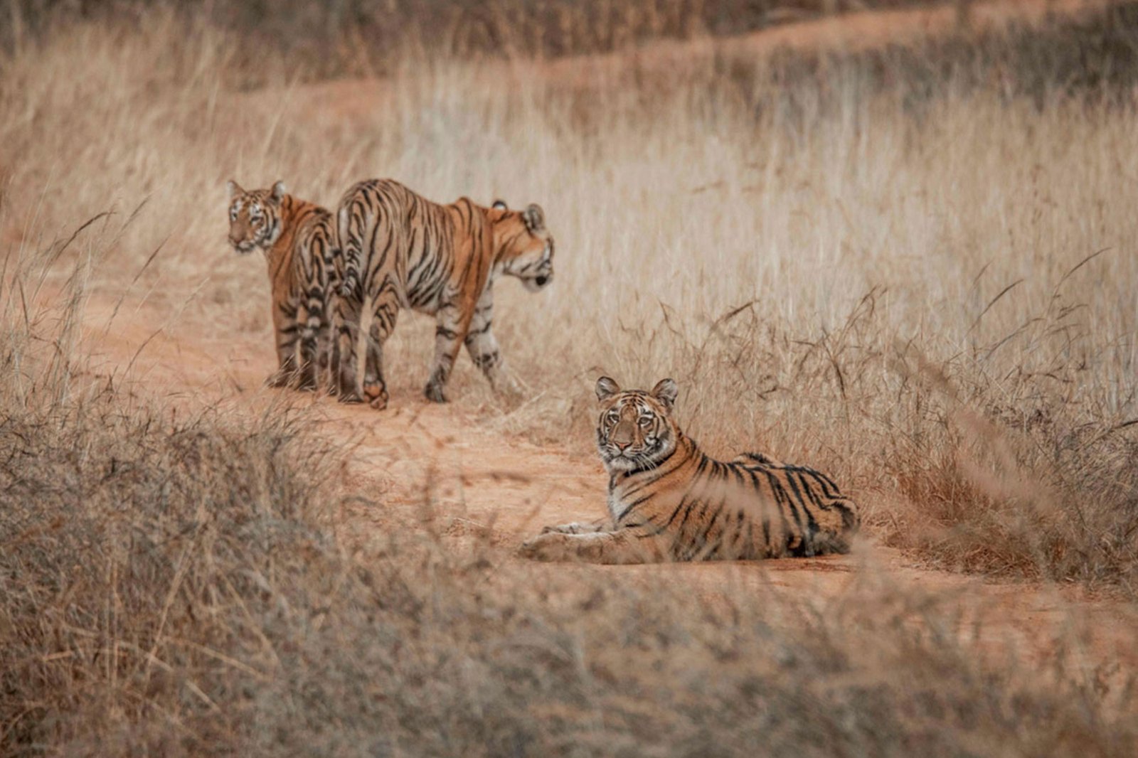 Tigress with cubs resting and walking in dry grassland at Bandhavgarh National Park